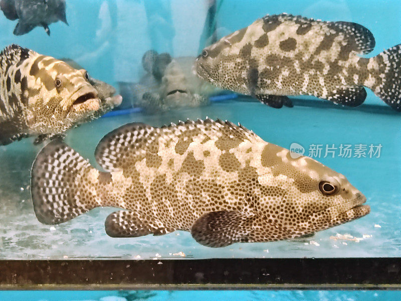 Epinephelus polyphekadion